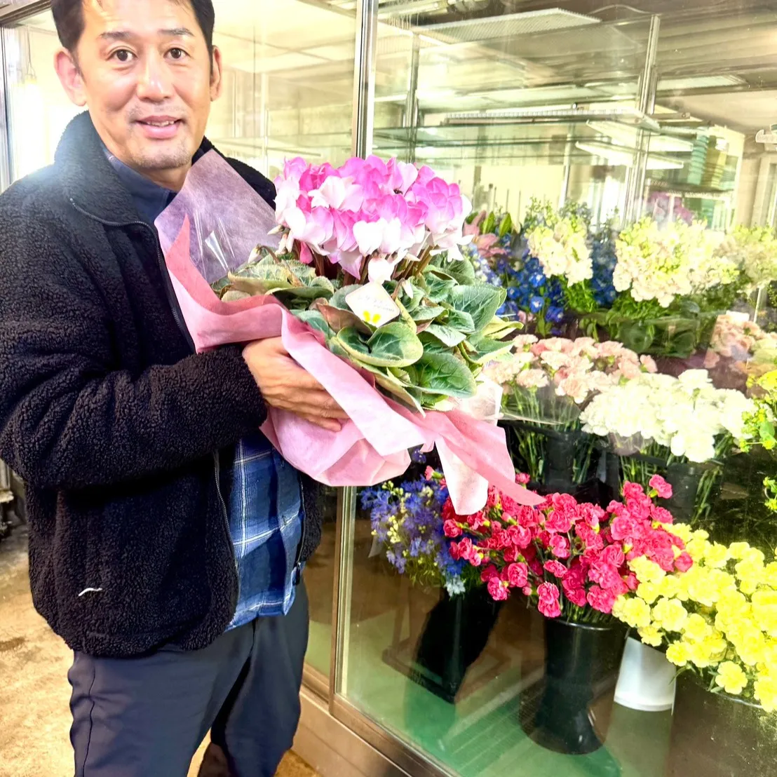 シクラメン入荷しました!