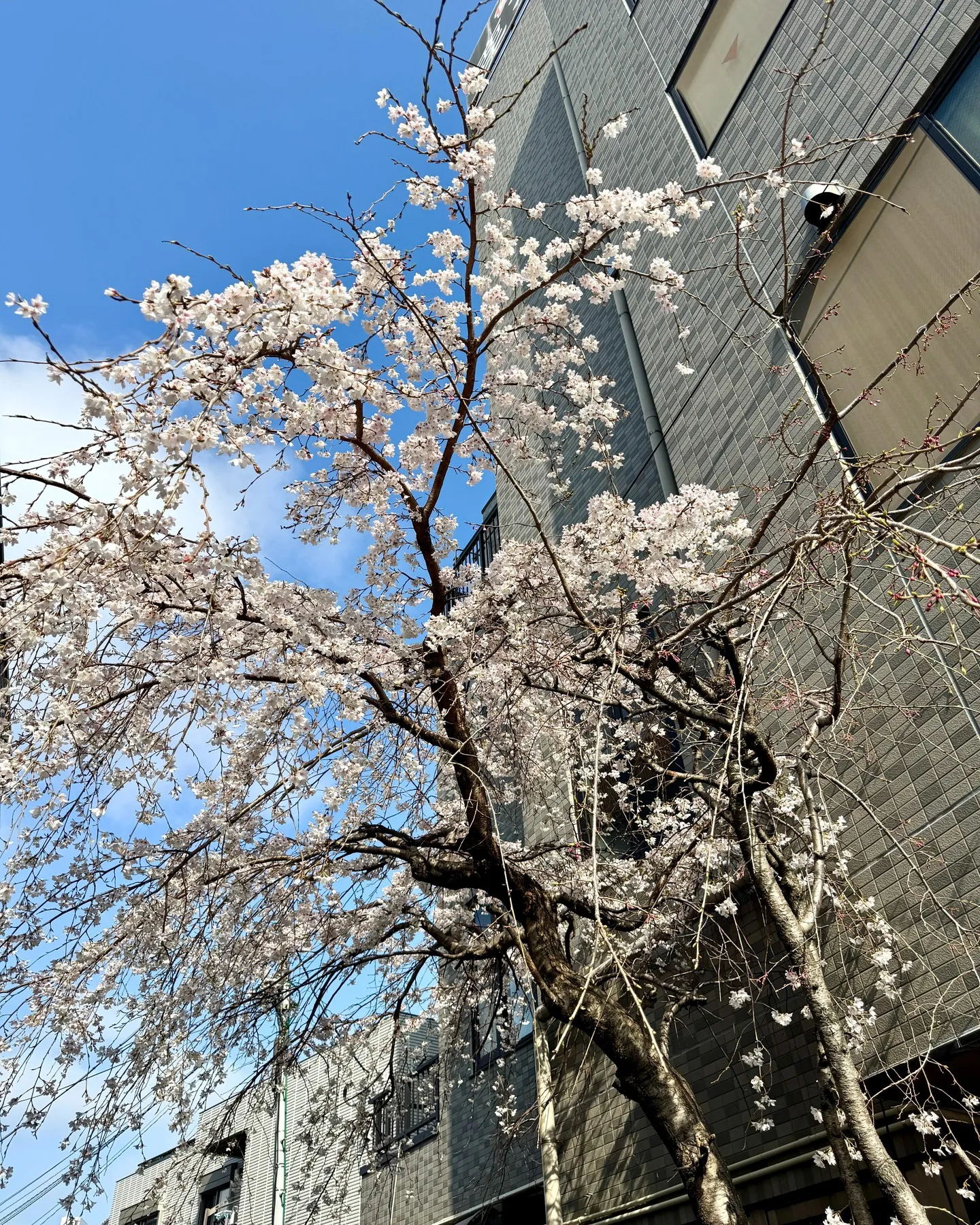 今年もきれいに咲きました!🌸